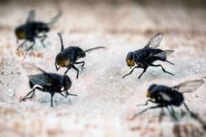 Eine Gruppe von Fliegen, die vom Zucker angezogen wurden