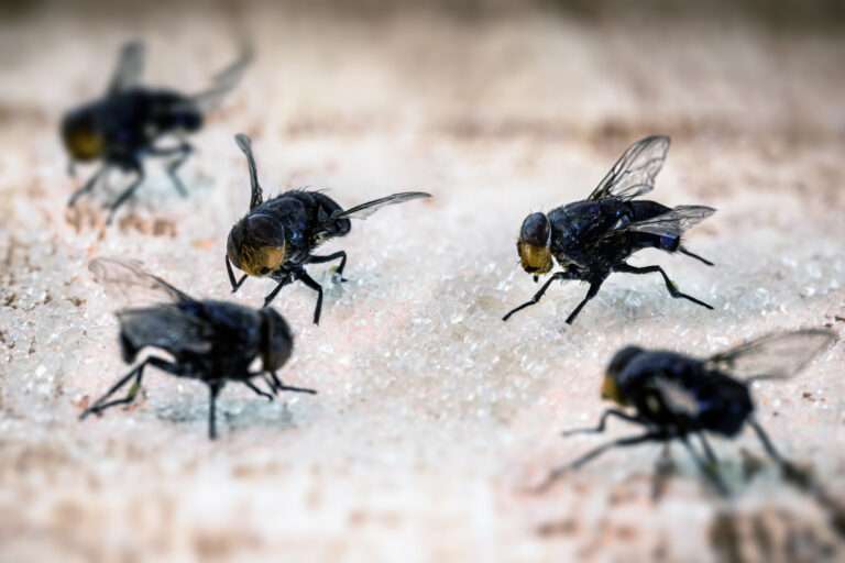 Eine Gruppe von Fliegen, die vom Zucker angezogen wurden