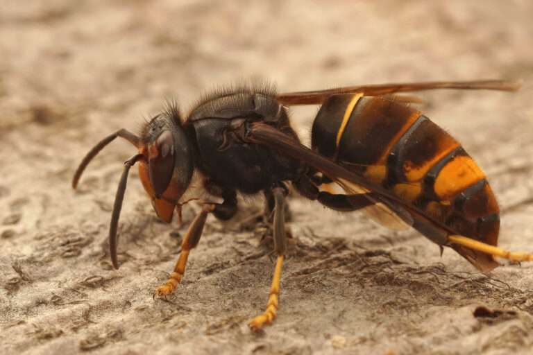 Hornisse können vor allem im Sommer unangenehme Gäste sein