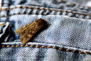 Eine Motte die sich auf einer Jeans eingenistet hat
