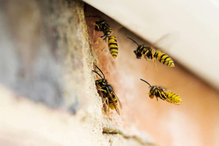 Wespen bauen ein Nest unter dem Dach eines Hauses